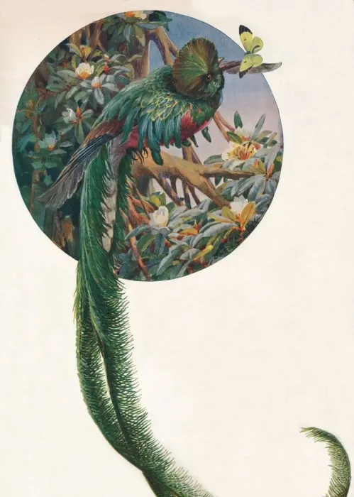 Framed Print : Long-tailed Trogons, c1910, (1911). Artist: Louis Fairfax Muckley Framed Print : Long-tailed Trogons, c1910, (1911). Artist: Louis Fairfax Muckley