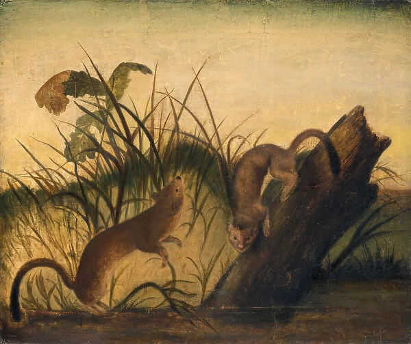 Long-Tailed Weasel, c. 1845. Creator: John James Audubon