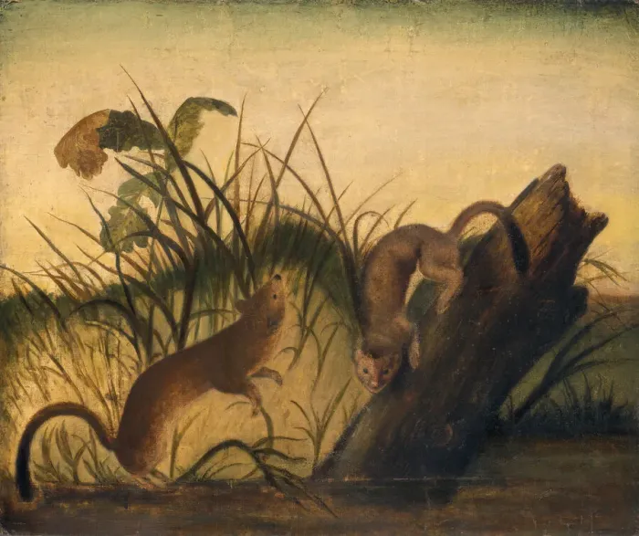 Framed Print : Long-Tailed Weasel, c. 1845. Creator: John James Audubon Framed Print : Long-Tailed Weasel, c. 1845. Creator: John James Audubon