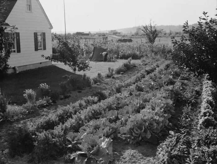 Framed Print : On the Longview homestead project, Cowlitz County, Washington, 1939. Creator: Dorothea Lange Framed Print : On the Longview homestead project, Cowlitz County, Washington, 1939. Creator: Dorothea Lange