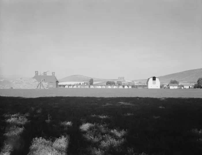 Framed Print : Looking across alfalfa field, late afternoon, Moxee Valley district, Yakima Valley, Washington, 1939 Creator: Dorothea Lange Framed Print : Looking across alfalfa field, late afternoon, Moxee Valley district, Yakima Valley, Washington, 1939 Creator: Dorothea Lange