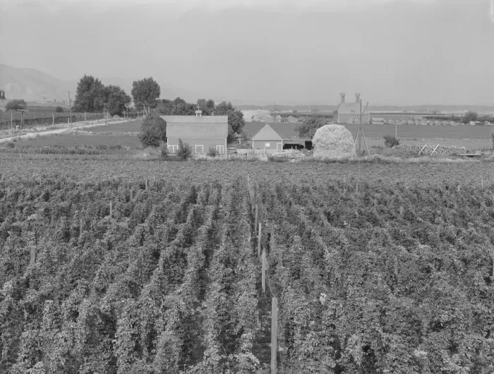 Framed Print : Looking down on hop yard on French-Canadian farm, Yakima Valley, Washington, 1939. Creator: Dorothea Lange Framed Print : Looking down on hop yard on French-Canadian farm, Yakima Valley, Washington, 1939. Creator: Dorothea Lange