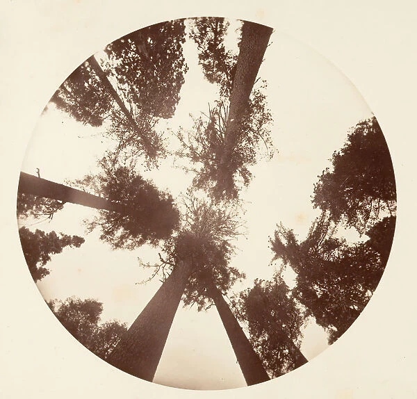 Looking up Among the Sugar Pines - Calaveras Grove, ca. 1878