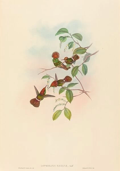 Lophornas reginae (Spangled Coquette). Creators: John Gould, Henry Constantine Richter