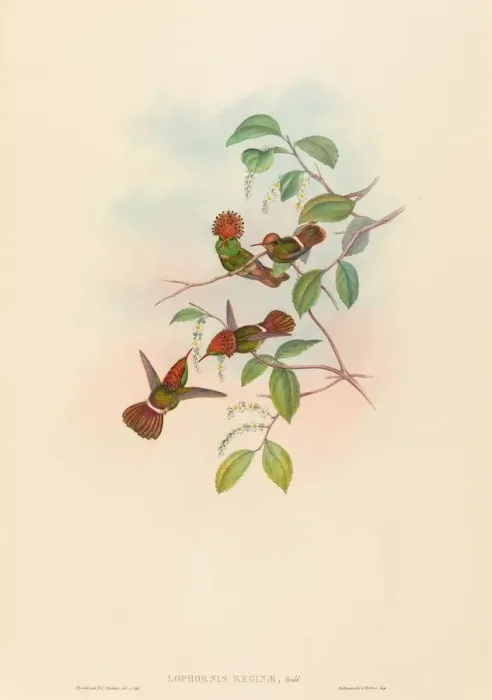 Framed Print : Lophornas reginae (Spangled Coquette). Creators: John Gould, Henry Constantine Richter Framed Print : Lophornas reginae (Spangled Coquette). Creators: John Gould, Henry Constantine Richter