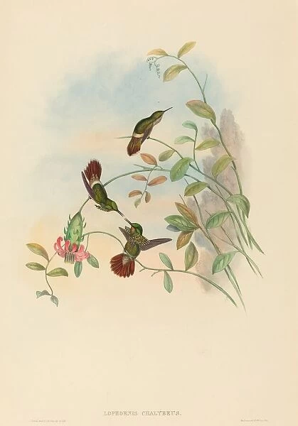 Lophornis chalybeus (Festive Coquette). Creators: John Gould, Henry Constantine Richter