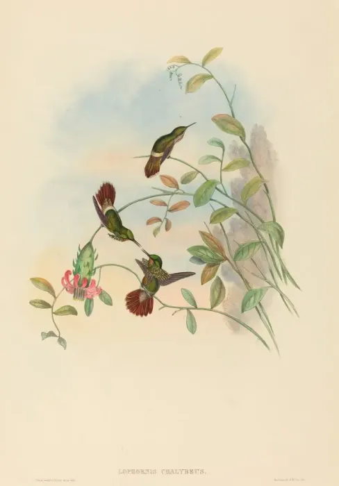 Framed Print : Lophornis chalybeus (Festive Coquette). Creators: John Gould, Henry Constantine Richter Framed Print : Lophornis chalybeus (Festive Coquette). Creators: John Gould, Henry Constantine Richter
