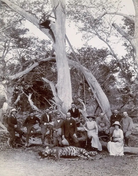 Framed Print : Lord and Lady Curzon and party posing with dead tiger, Nekonda, India, 1902. Creator: Unknown Framed Print : Lord and Lady Curzon and party posing with dead tiger, Nekonda, India, 1902. Creator: Unknown