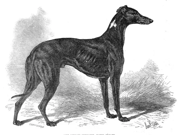 Framed Print : Lord Lurgan's greyhound, Master M'Grath, 1871. Creator: John Greenaway Framed Print : Lord Lurgan's greyhound, Master M'Grath, 1871. Creator: John Greenaway