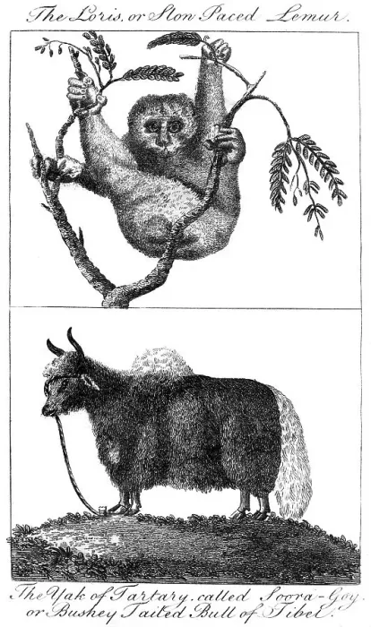 Framed Print : A loris and a yak, 1799 Framed Print : A loris and a yak, 1799