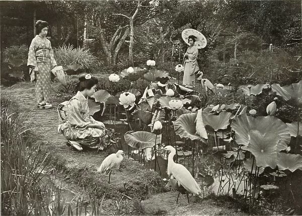 In Lotus-Land, 1910. Creator: Herbert Ponting