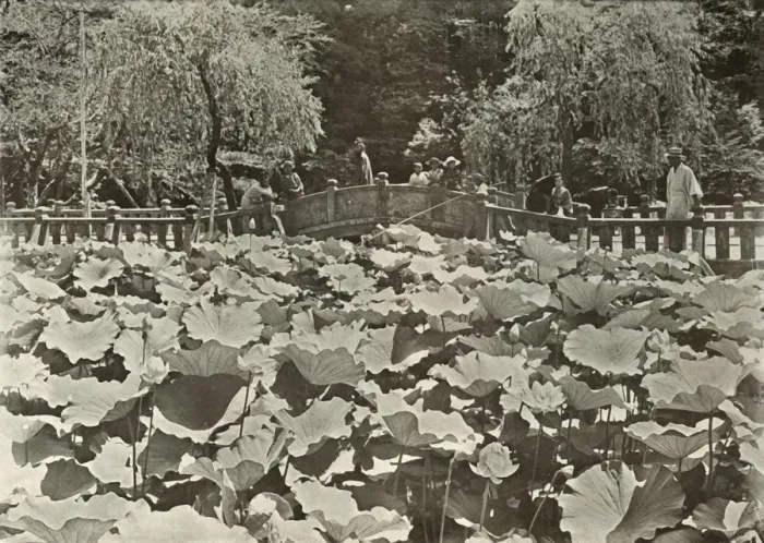 Framed Print : A Lotus Pond, 1910. Creator: Herbert Ponting Framed Print : A Lotus Pond, 1910. Creator: Herbert Ponting