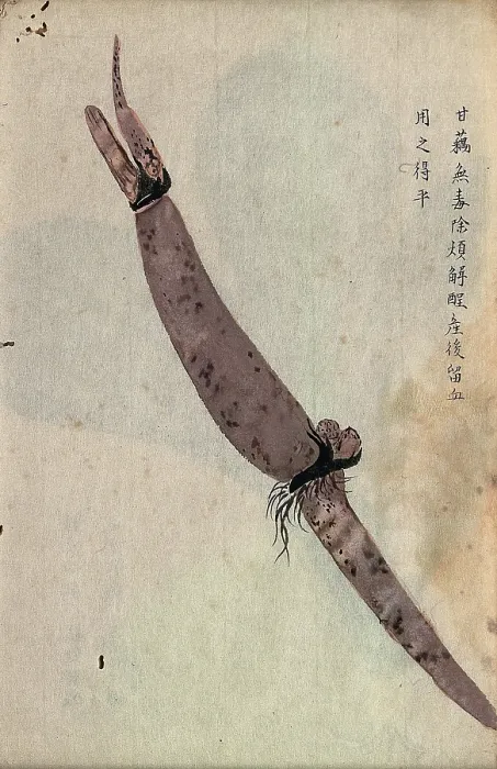 Framed Print : Lotus root (Nelumbo nucifera): part of rhizome. Creator: Unknown Framed Print : Lotus root (Nelumbo nucifera): part of rhizome. Creator: Unknown