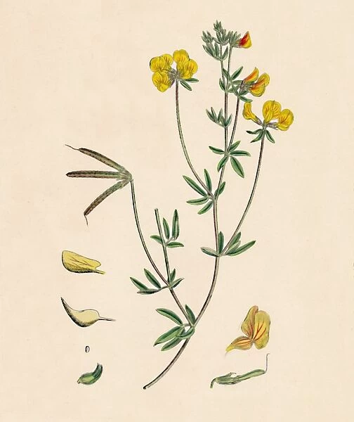 Lotus tenius. Slender Bird s-foot Trefoil, 19th Century