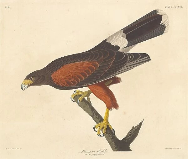 Louisiana Hawk, 1837. Creator: Robert Havell