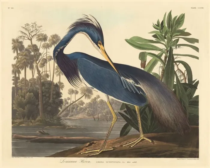 Framed Print : Louisiana Heron, 1834. Creator: Robert Havell Framed Print : Louisiana Heron, 1834. Creator: Robert Havell