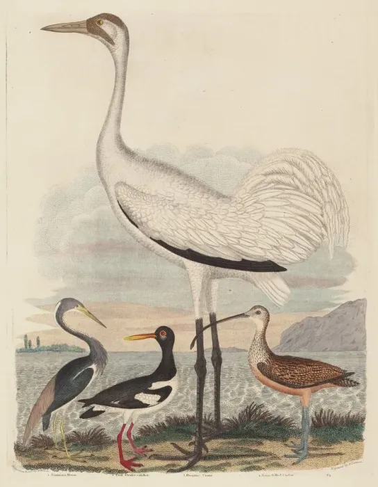 Framed Print : Louisiana Heron, Pied Oyster-catcher, Hooping Crane, and Long-billed Curlew Framed Print : Louisiana Heron, Pied Oyster-catcher, Hooping Crane, and Long-billed Curlew