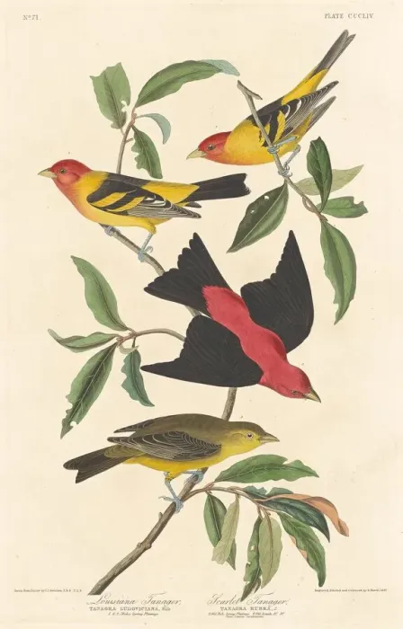 Framed Print : Louisiana Tanager and Scarlet Tanager, 1837. Creator: Robert Havell Framed Print : Louisiana Tanager and Scarlet Tanager, 1837. Creator: Robert Havell