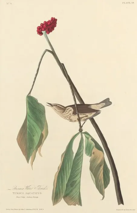 Framed Print : Louisiana Water Thrush, 1827. Creator: Robert Havell Framed Print : Louisiana Water Thrush, 1827. Creator: Robert Havell