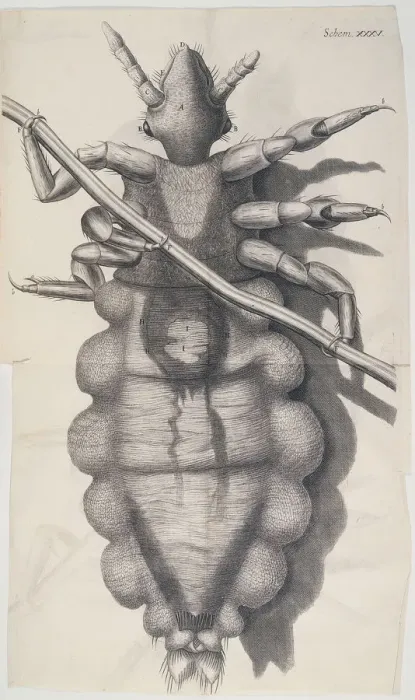 Framed Print : Louse clinging to a human hair in Hookes Micrographia, 1665 Framed Print : Louse clinging to a human hair in Hookes Micrographia, 1665
