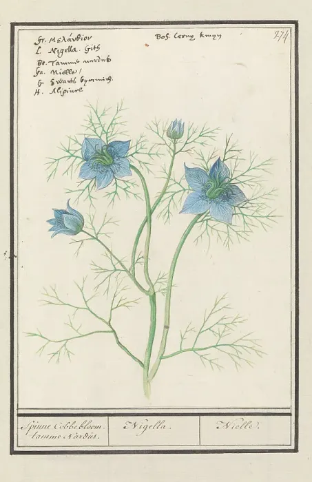 Framed Print : Love-in-a-mist (Nigella Damascena, Damselfly-in-green), 1596-1610. Creators: Anselmus de Boodt, Elias Verhulst Framed Print : Love-in-a-mist (Nigella Damascena, Damselfly-in-green), 1596-1610. Creators: Anselmus de Boodt, Elias Verhulst
