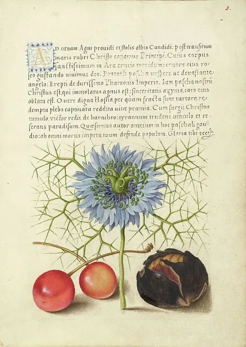 Framed Print : Love-in-a-Mist, Sweet Cherry, and Spanish Chestnut, 1561-1562; illumination added 1591-1596. Creator: Joris Hoefnagel Framed Print : Love-in-a-Mist, Sweet Cherry, and Spanish Chestnut, 1561-1562; illumination added 1591-1596. Creator: Joris Hoefnagel