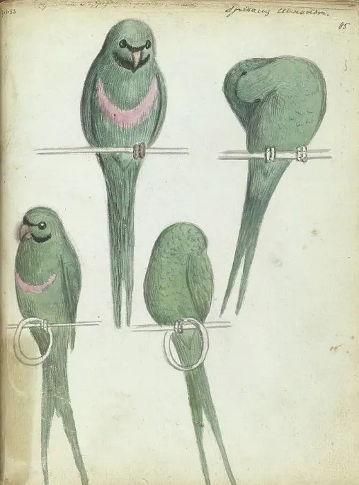 Framed Print : Lovebirds, 1785-1786. Creator: Jan Brandes Framed Print : Lovebirds, 1785-1786. Creator: Jan Brandes