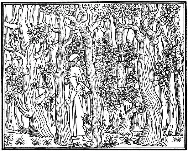 The Lover in the Wood, 1499 (1964)