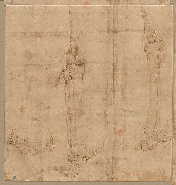 Lower Half of Skeleton from the Back, early 1540s. Creator: Battista Franco (Italian, c
