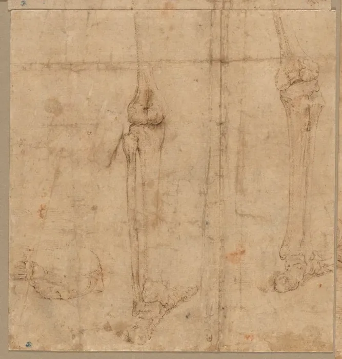 Framed Print : Lower Half of Skeleton from the Back, early 1540s. Creator: Battista Franco (Italian, c Framed Print : Lower Half of Skeleton from the Back, early 1540s. Creator: Battista Franco (Italian, c