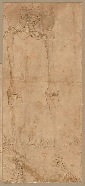 Lower Half of Skeleton from the Front, early 1540s. Creator: Battista Franco (Italian, c