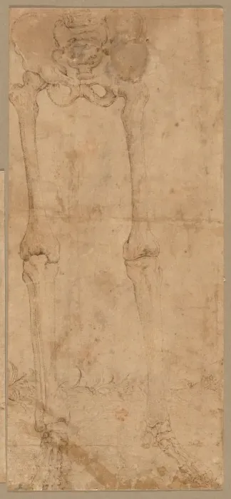 Framed Print : Lower Half of Skeleton from the Front, early 1540s. Creator: Battista Franco (Italian, c Framed Print : Lower Half of Skeleton from the Front, early 1540s. Creator: Battista Franco (Italian, c