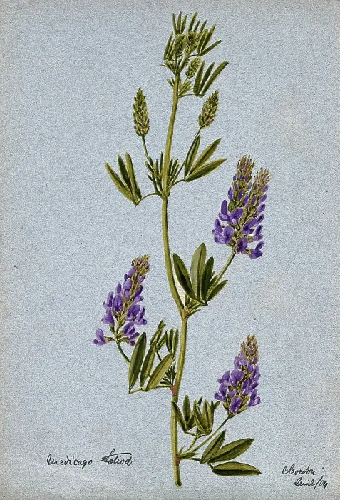 Framed Print : Lucerne or alfalfa plant (Medicago sativa): flowering stem, 1904. Creator: Unknown Framed Print : Lucerne or alfalfa plant (Medicago sativa): flowering stem, 1904. Creator: Unknown