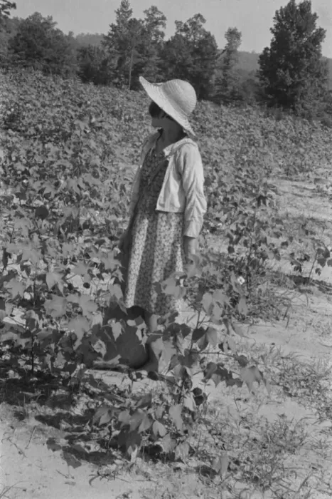 Framed Print : Lucille Burroughs in the cotton fields, Hale County, Alabama, 1936. Creator: Walker Evans Framed Print : Lucille Burroughs in the cotton fields, Hale County, Alabama, 1936. Creator: Walker Evans