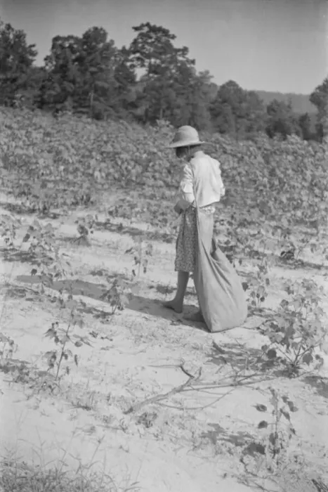 Framed Print : Lucille Burroughs picking cotton, Hale County, Alabama, 1936. Creator: Walker Evans Framed Print : Lucille Burroughs picking cotton, Hale County, Alabama, 1936. Creator: Walker Evans