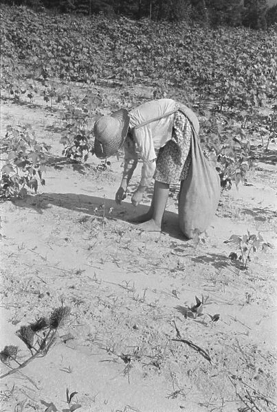 Lucille Burroughs picking cotton, Hale County, Alabama, 1936. Creator: Walker Evans