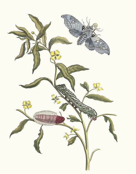 Ludwigia octovalvis. From the Book Metamorphosis insectorum Surinamensium, 1705
