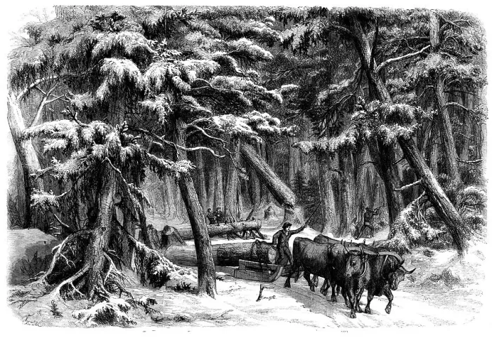 Framed Print : Lumbering in New Brunswick - Lumbermen at Work in the Forest, 1858. Creator: Unknown Framed Print : Lumbering in New Brunswick - Lumbermen at Work in the Forest, 1858. Creator: Unknown