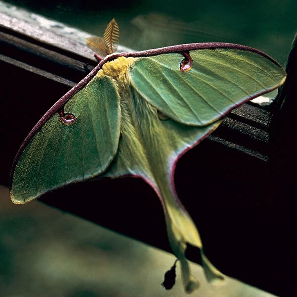 Luna Moth. Creator: Tom Artin
