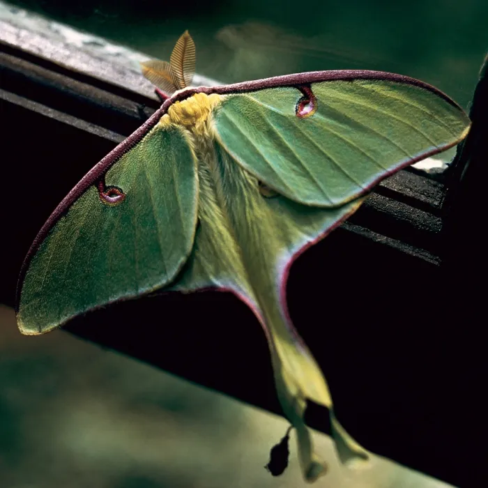 Framed Print : Luna Moth. Creator: Tom Artin Framed Print : Luna Moth. Creator: Tom Artin