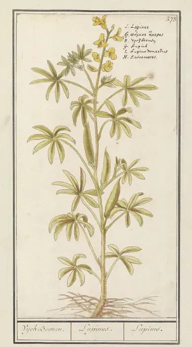 Framed Print : Lupin (Lupinus), 1596-1610. Creators: Anselmus de Boodt, Elias Verhulst Framed Print : Lupin (Lupinus), 1596-1610. Creators: Anselmus de Boodt, Elias Verhulst