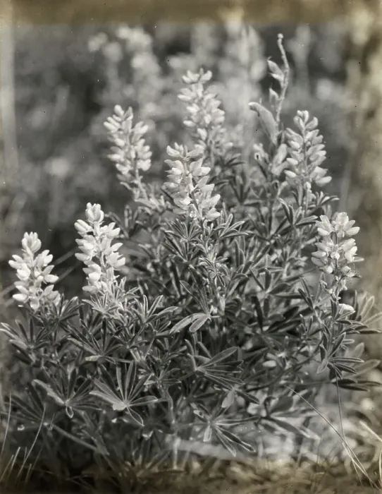 Framed Print : Lupin (lupinus), between 1915 and 1935. Creator: Frances Benjamin Johnston Framed Print : Lupin (lupinus), between 1915 and 1935. Creator: Frances Benjamin Johnston
