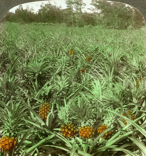 Where the luscious pineapple grows, Florida, USA, 1896. Artist: Underwood & Underwood