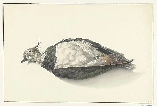 Lying dead lapwing, 1827. Creator: Jean Bernard