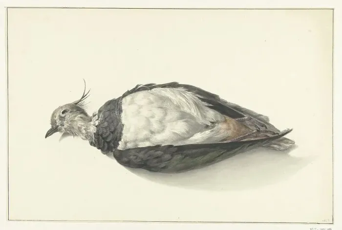 Framed Print : Lying dead lapwing, 1827. Creator: Jean Bernard Framed Print : Lying dead lapwing, 1827. Creator: Jean Bernard