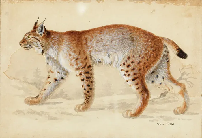 Framed Print : Lynx, 1830-1870. Creator: Wilhelm von Wright Framed Print : Lynx, 1830-1870. Creator: Wilhelm von Wright