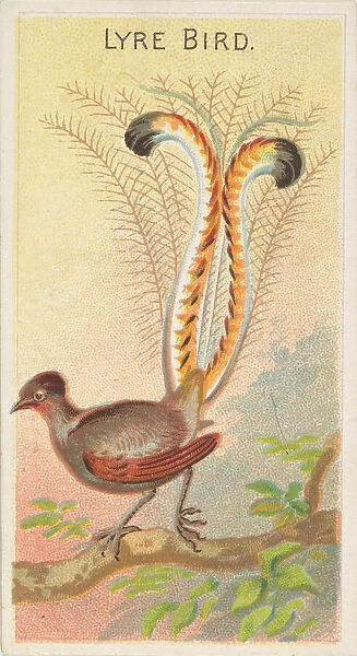 Lyre Bird, from the Birds of the Tropics series (N5) for Allen &