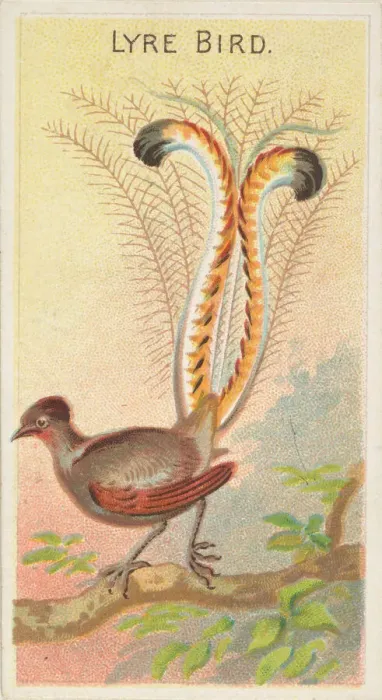 Framed Print : Lyre Bird, from the Birds of the Tropics series (N5) for Allen & Framed Print : Lyre Bird, from the Birds of the Tropics series (N5) for Allen &
