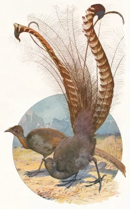 Framed Print : Lyre Birds, 1911, (1911). Artist: Louis Fairfax Muckley Framed Print : Lyre Birds, 1911, (1911). Artist: Louis Fairfax Muckley