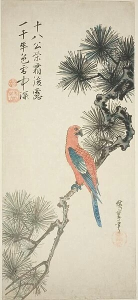 Macaw on a pine branch, c. 1835. Creator: Ando Hiroshige